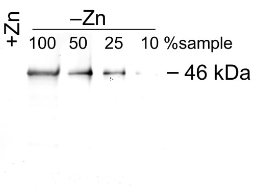 western blot using anti-ZCP1 antibodies